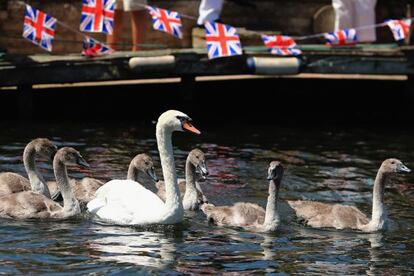 Un grupo de cisnes durante la ceremonia anual en la que se censa su poblaci&oacute;n en el r&iacute;o T&aacute;mesis. 