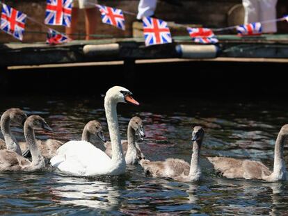 Un grupo de cisnes durante la ceremonia anual en la que se censa su población en el río Támesis.