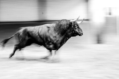 Un toro de la ganadería de Núñez del Cuvillo, lidiado en Las Ventas en septiembre de 2017.