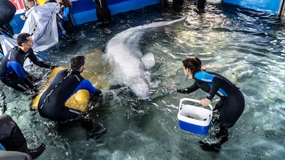 Momento de la entrada a la piscina médica del Oceanogràfic de una de las belugas rescatas de un acuario de Járkov en Ucrania.