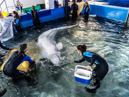 Momento de la entrada a la piscina médica del Oceanogràfic de una de las belugas rescatas de un acuario de Járkov en Ucrania.