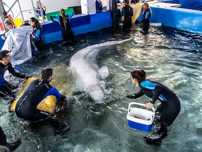 Momento de la entrada a la piscina médica del Oceanogràfic de una de las belugas rescatas de un acuario de Járkov en Ucrania.