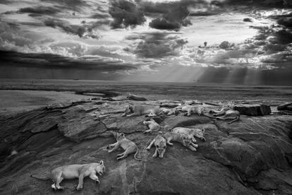 Esta imagen plácida de los leones es la elegida para el premio anual en la categoría adulta de 'Wildlife Magazine'. La imagen fue captada por Michael 'Nick' Nichols en el Parque Nacional del Serengeti (Tanzania). Nichols tomó la foto en infrarrojos, aprovechándose de la confianza de los animales tras seis meses acostumbrados a su presencia.