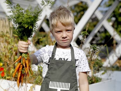 Un niño sujeta unas zanahorias. 