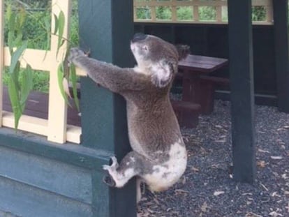 El koala atornillado a un poste, en una imagen de la organización Koala Rescue Queensand Wildlife.
