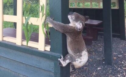 El koala atornillado a un poste, en una imagen de la organización Koala Rescue Queensand Wildlife.