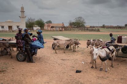 <p>La tercera semana de agosto se celebra la fiesta del cordero en Senegal, una fecha clave para la venta de animales. “Pero como ahora no hay ganado tampoco pueden conseguir dinero por ahí”, apunta Arango. “Esto se traduce en una cadena que conduce a la desnutrición aguda, y es lo que he intentado retratar”, dice la fotógrafa en referencia al proceso de cómo se transforma una crisis alimentaria en una crisis nutricional. </p> <p>Durante su estancia, hubo personas que contaron a Arango que no se habían recuperado aún de las anteriores sequías que sufrió Senegal, en 2011 y 2014. “La vez anterior ya se murieron ovejas y vacas, y no habían podido recuperar las cabezas de ganado y la situación cada vez es peor, pues se agotan las medidas de resiliencia”.</p>