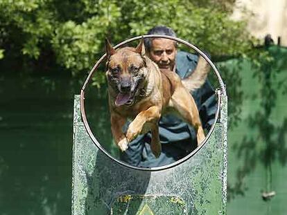 <i>Roi,</i> un perro de raza malinois, durante los ejercicios de entrenamiento en la escuela canina.