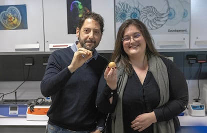 The senior author of two of the studies, Fernando García, holds the egg of a gecko whose brain they studied (on the left). On the right, the first author of one of the papers, Eneritz Rueda, with a fertilized chicken egg.