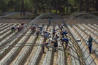 Trabajadores en las plantaciones de fresa en Lucena del Puerto (Huelva).