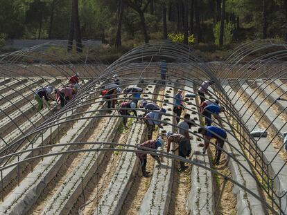 Trabajadores en las plantaciones de fresa en Lucena del Puerto (Huelva).  