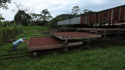 Parte de los granos de cacao son secados naturalmente al sol, algo que es posible en tiempos previos a la temporada de lluvia, que comienza alrededor de mayo. La planta cuenta con secadores artificiales que permiten mantener el ritmo productivo. 