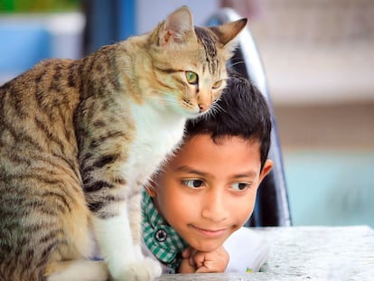 Un niño juega con su gato.