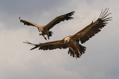 Pareja de buitres leonados en vuelo.