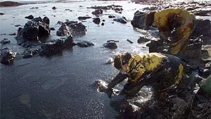 Alumnos de la Academia Naval de Marín recogían ayer petróleo en la playa de Canesol, en la isla de Ons.