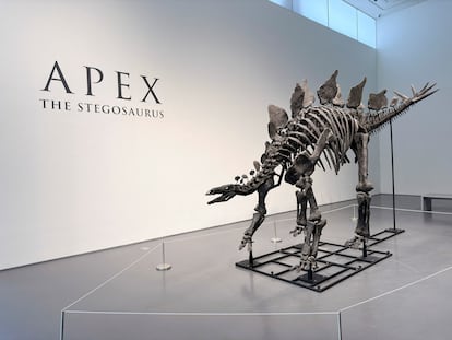 A Stegosaurus dinosaur fossil named Apex was auctioned off at Sotheby's in Manhattan for a record amount.