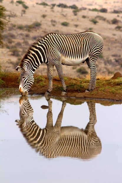 Esta imagen muestra una cebra tomando un trago en un pozo de agua.