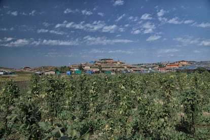 La situación es especialmente preocupante en un contexto económico como el que condiciona Bangladés, donde el 30% de la población ya vive bajo el umbral de la pobreza. En la foto, un campo de legumbres de la población local, con una colina del campo de refugiados de Jamtoli al fondo.