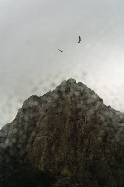 Buitres en el mirador Salto del Gitano, Parque Nacional de Monfragüe.