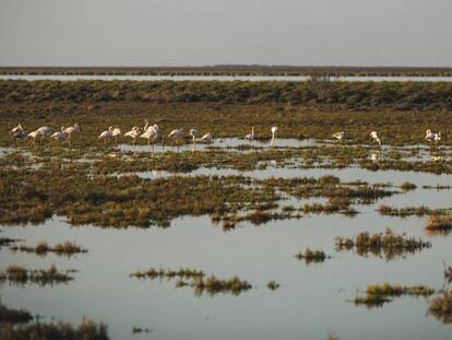 Flamencos en la marisma de Trebujena, una iniciativa de Coca-Cola 
 en España y WWF.