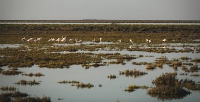 Flamencos en la marisma de Trebujena, una iniciativa de Coca-Cola 
 en España y WWF.