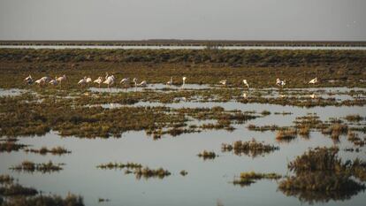 Flamencos en la marisma de Trebujena, una iniciativa de Coca-Cola 
 en España y WWF.