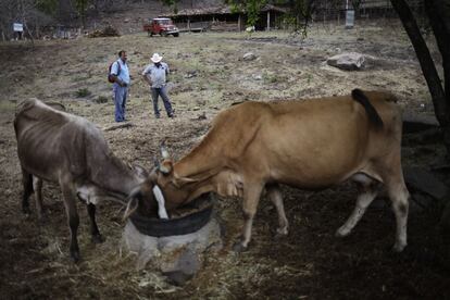 El productor Roger Tórrez, en la Comunidad Los Mangos, Municipio de San Lucas. La sequía ya se ha llevado un par de vacas de su microempresa.