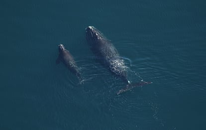 Una ballena franca glacial con su cría.