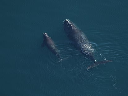 Una ballena franca glacial con su cría.