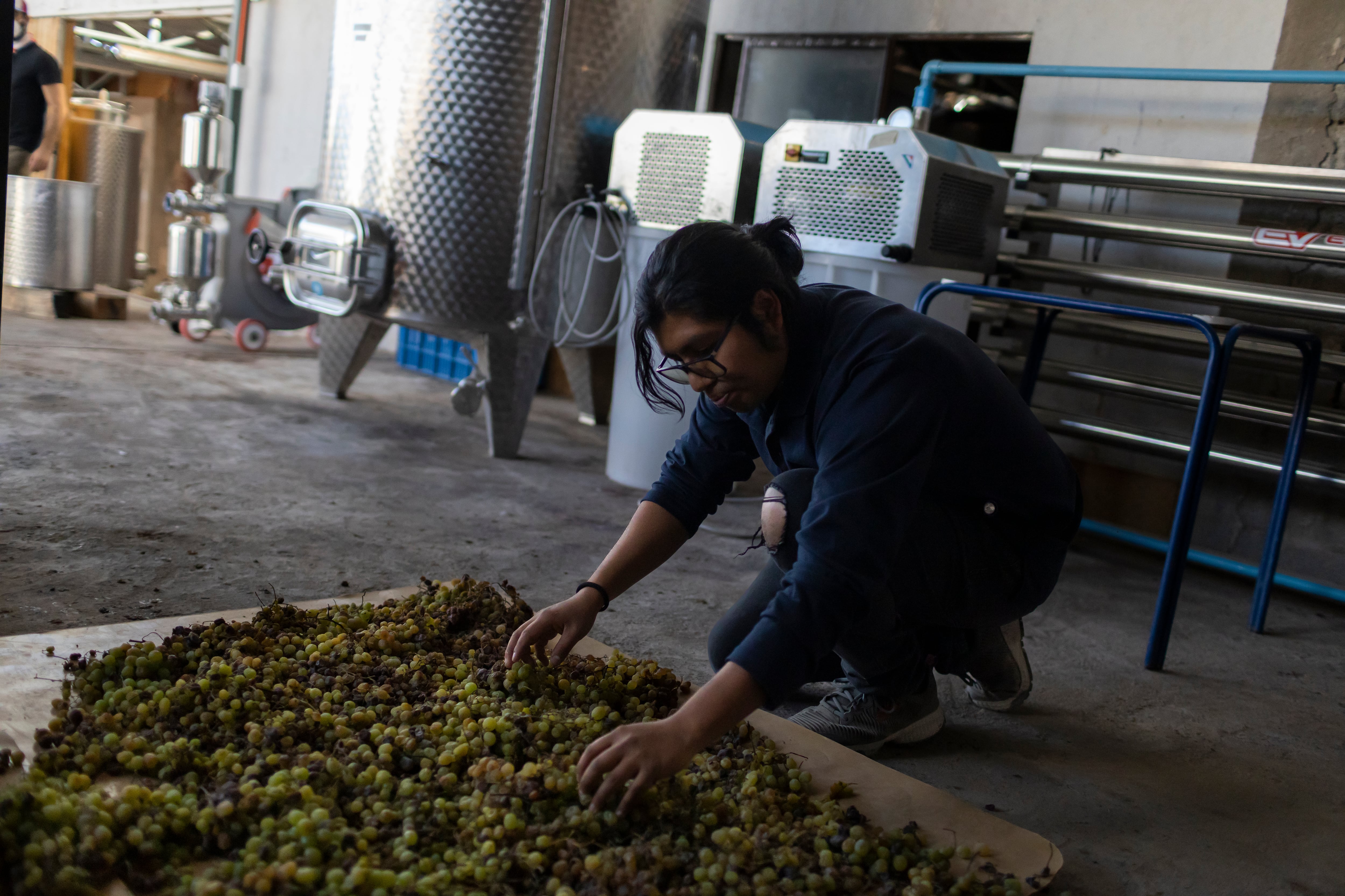 Un miembro de la cooperativa de campesinos Lickanantay, selecciona las uvas para poder realizar el vino, en la regió chilena del Tarapacá.