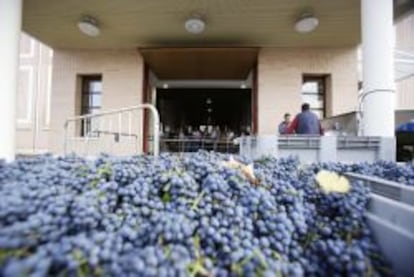 Recogida de uva en una bodega de La Rioja.