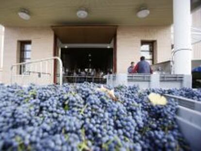 Recogida de uva en una bodega de La Rioja.