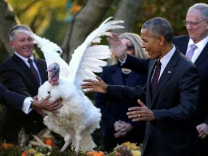 O presidente dos Estados Unidos indulta ‘Tater’ e ‘Tot’ em seu último Dia de Ação de Graças à frente do Governo