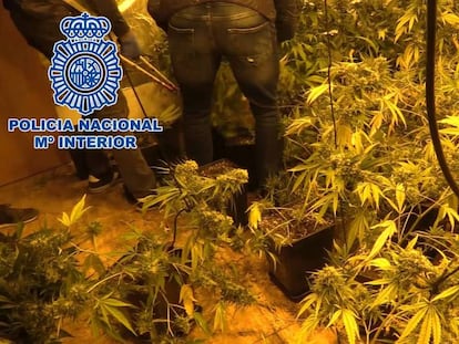 Plantación de marihuana incautadas en otra operación policial.