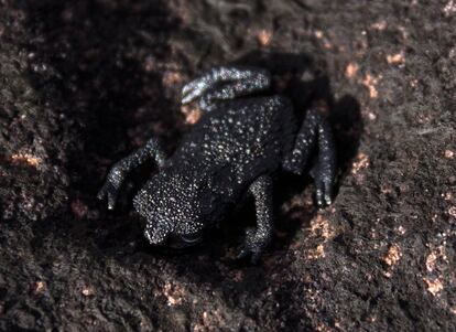 Entre las más de 90 especies de sapos y ranas que habitan en Canaima, una de las más curiosas es la pequeña rana negra del Roraima ('Anomaloglossus roraima'), en la foto. Tiene el tamaño de un dedo y apenas se puede encontrar en la cima del tepuy Roraima, de ahí su nombre.
