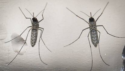 Dos mosquitos Aedes aegypti, transmisores del zika. 