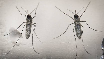 Dos mosquitos Aedes aegypti, transmisores del zika.