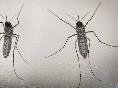 Dos mosquitos Aedes aegypti, transmisores del zika. 