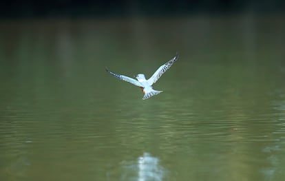 Un martín pescador en el río Claro de Puerto Triunfo, una de las especies que convive con los hipopótamos.