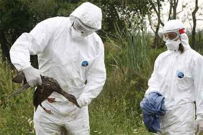 Dos veterinarios en la recogida de aves en la zona de Salburua.