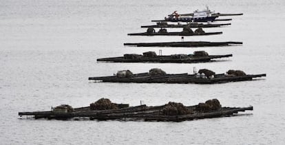 Bateas de mejillón en la ría de Muros