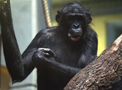 A bonobo monkey named Bili in his time-out enclosure at Wuppertal Zoo in Germany.