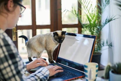 Una mujer teclea en su ordenador portátil junto a su gato.