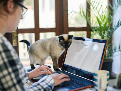 Una mujer teclea en su ordenador portátil junto a su gato.