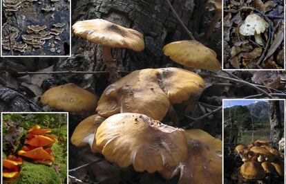 Las setas encarnan la profundidad húmeda de la naturaleza del bosque.