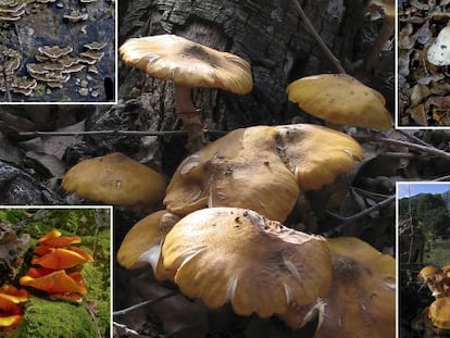 Las setas encarnan la profundidad húmeda de la naturaleza del bosque.