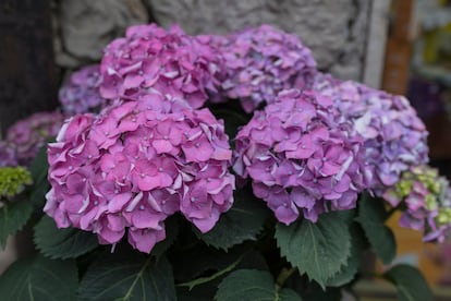 La hortensia regala su espectacular floración en una maceta.