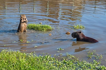 Capibaras juegan en una charca.