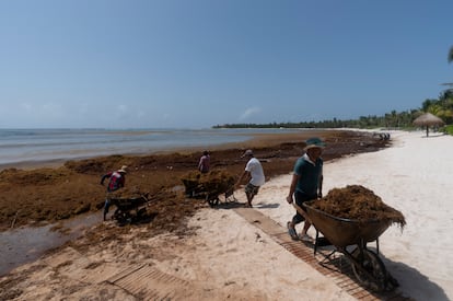 Workers, who were hired by residents, remove sargassum seaweed from the Bay of Soliman, north of Tulum, Quintana Roo state, Mexico, Aug. 3, 2022.