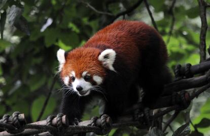 Los nuevos hábitats del zoo tratan de emular el estado salvaje y mantener entretenidos a los animales, como este panda rojo.
